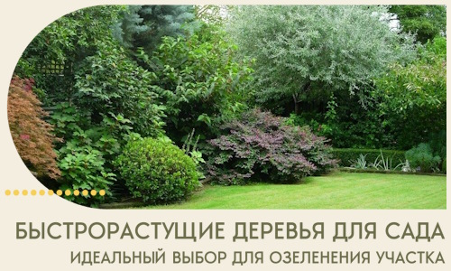 Быстрорастущие деревья для сада идеальный выбор в Волхове
