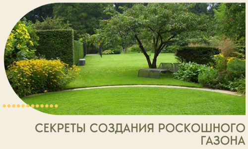 Секреты создания роскошного газона в Волхове